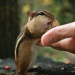 An-adorable-chipmunk-eating-a-peanut-2025-05-24T060321.432-0400-pexels-photo-32229226