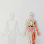 Anatomical-human-model-showcasing-internal-organs-and-muscles-on-a-plain-background.-2025-05-13T153638.434-0400-pexels-photo-7723385