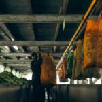 Canada’s Daring New Foreign Worker Stream: A Glimpse into Agriculture & Fish Processing’s Promising Future