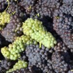 Free-stock-photo-of-bright-grapes-green-2025-09-30T090445.093-0400-pexels-photo-34018254