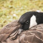 A-serene-Canada-Goose-rests-in-a-grassy-meadow-showcasing-detailed-feathers.-2025-10-01T060447.574-0400-pexels-photo-34103713