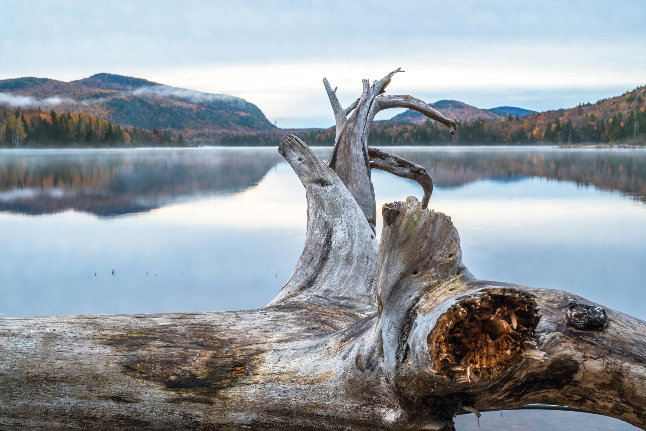 You are currently viewing Canada’s Breathtaking Fall Foliage: An Essential Guide for Newcomers