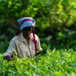 Quebec’s Indefinite LMIA Freeze: A Critical Update for Low-Wage TFWP Employers