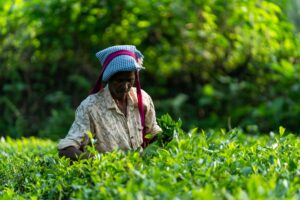 Read more about the article Quebec’s Indefinite LMIA Freeze: A Critical Update for Low-Wage TFWP Employers