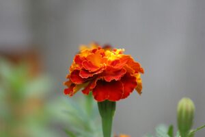 Read more about the article An Essential Guide: Canada’s New Open Study Permits for Families of Foreign Workers