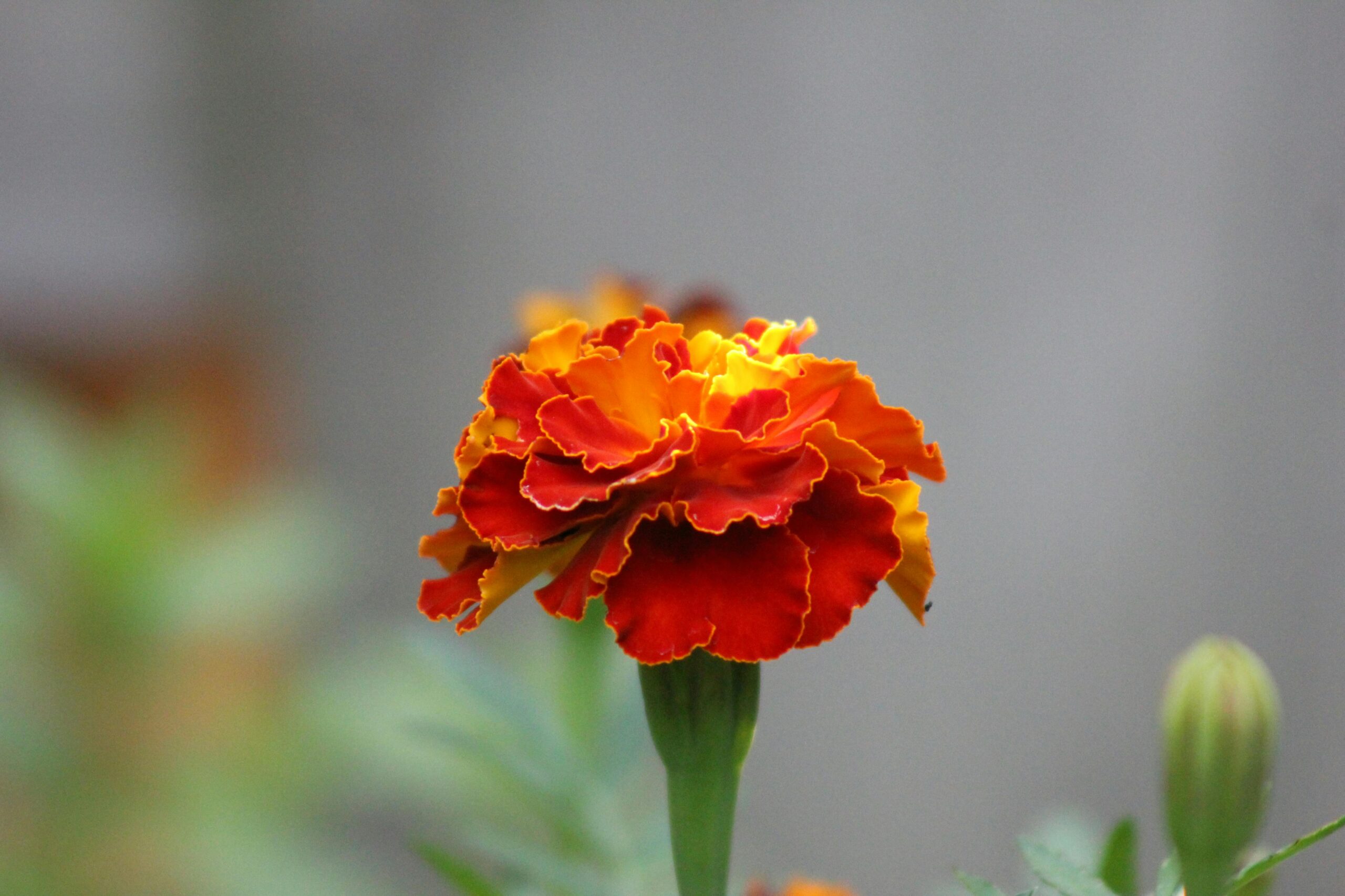 You are currently viewing An Essential Guide: Canada’s New Open Study Permits for Families of Foreign Workers