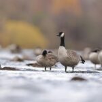 Alberta’s Landmark November Immigration Draws: A Definitive Guide to Over 1,100 Invitations