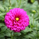 Canada’s Bold Strategy: Drastic Reduction in Temporary Residents Ahead of Schedule