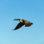 Your Indispensable 2025 Newcomer Checklist for a Seamless Move to Canada