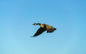 Read more about the article Your Indispensable 2025 Newcomer Checklist for a Seamless Move to Canada