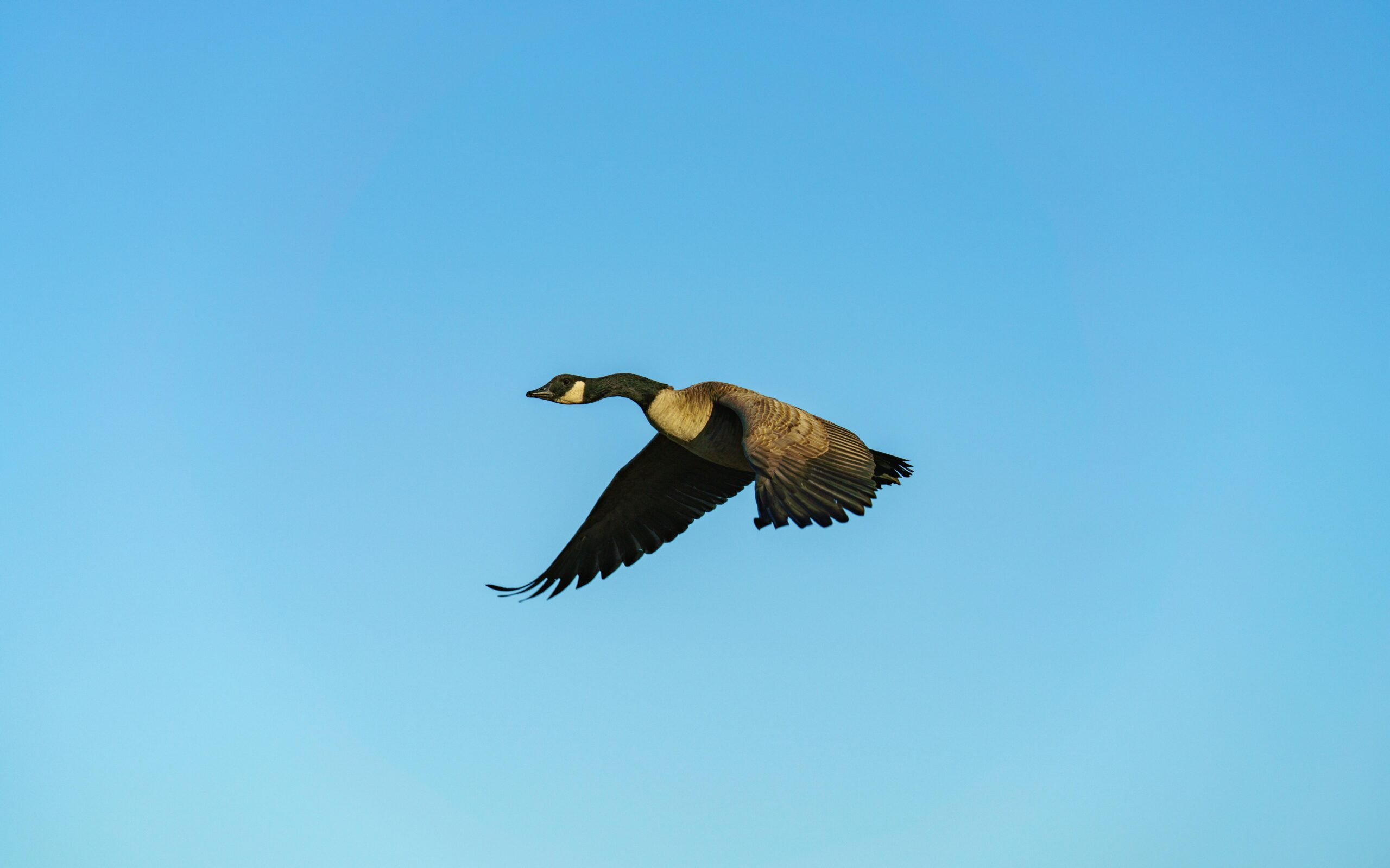 You are currently viewing Your Indispensable 2025 Newcomer Checklist for a Seamless Move to Canada