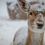 Bracing for the Blizzard: An Indispensable Guide for Newcomers on Preparing for Canadian Snowstorms