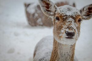 Read more about the article Bracing for the Blizzard: An Indispensable Guide for Newcomers on Preparing for Canadian Snowstorms