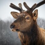 Canada’s Lifeline: A Definitive Guide to the New IRCC Express Entry Category for Physicians