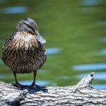 Canada’s Global Talent Stream: Your Definitive Guide to a Two-Week Work Permit