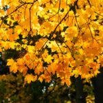 5 Devastating Job Declaration Mistakes Imperiling Your Canadian PR Application